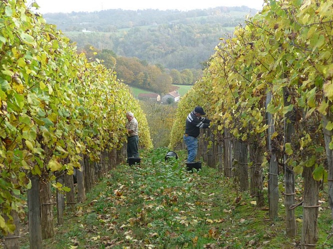 Cru Larose - St Faust - vignes