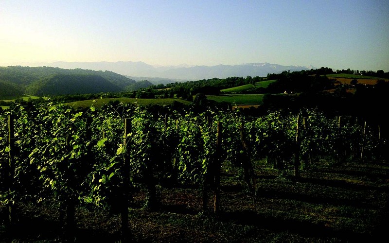 burgué séré - la vigne