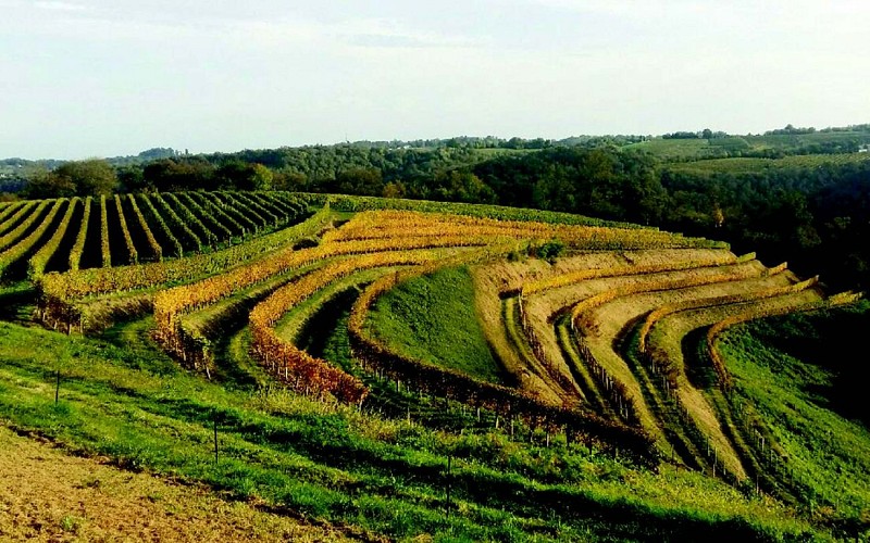 burgué séré - vignoble