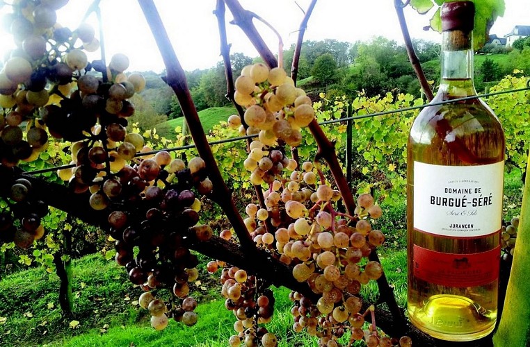 Domaine Burgué Séré - St Faust - dans les vignes