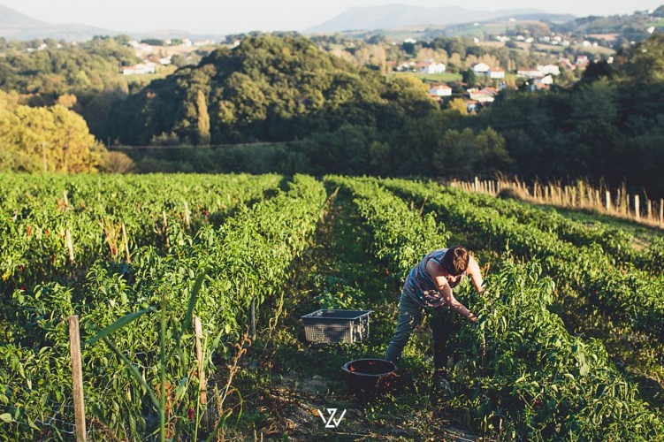 Lurretik - Champ de piments