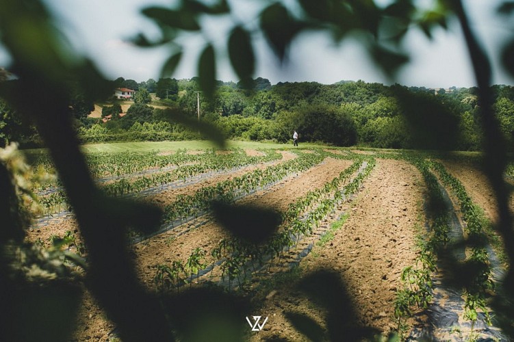 Lurretik - Champ de piments (2)