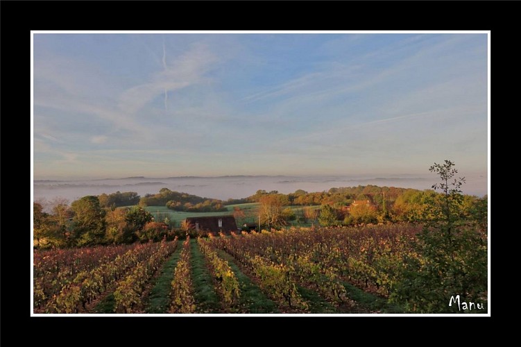 Cabidos et ses vignes 2