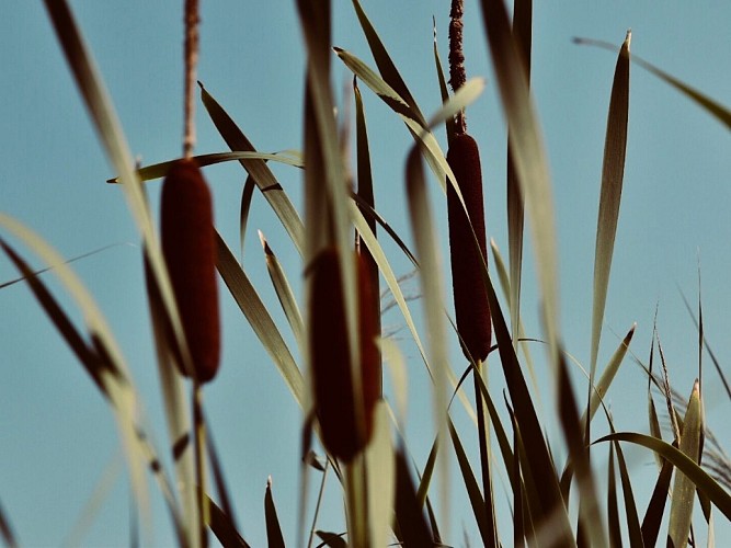 Les-roseaux-2019--Les-Roseaux--4-