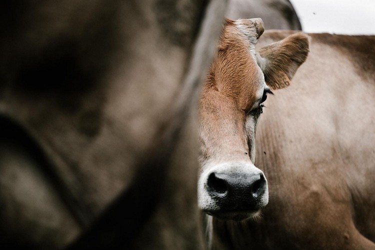 Givrés des prés glaces de la ferme (1)