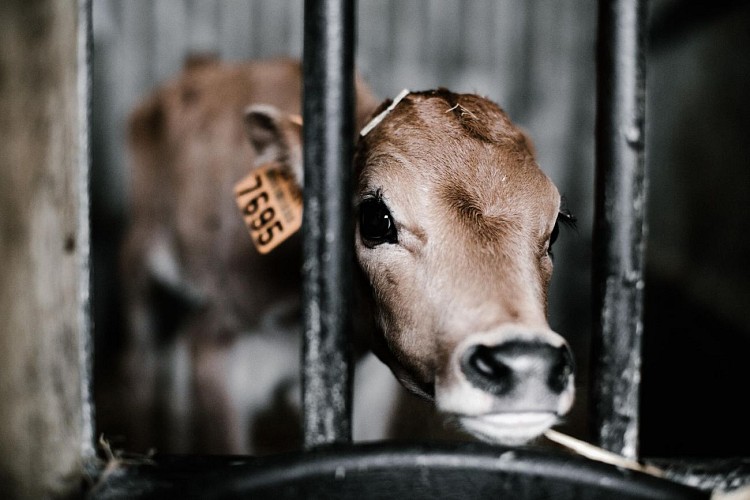 Givrés des prés glaces de la ferme (12)