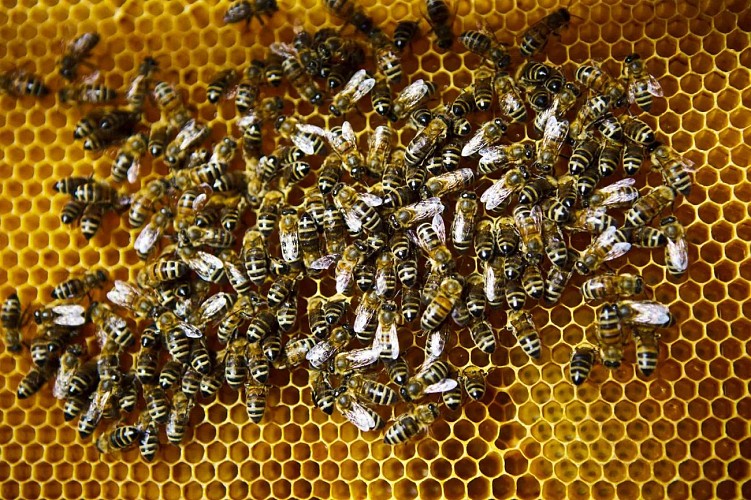 Miellerie-drougard-loubieng--3-