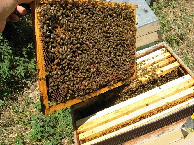 Miellerie-drougard-loubieng--2-