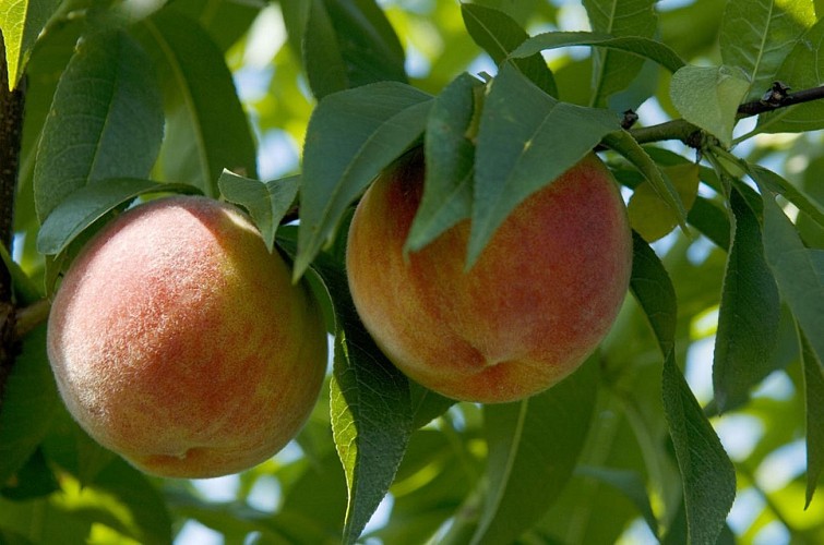 Robert bordenave montesquieu roussanne monein 3 [HDTV (1080)]