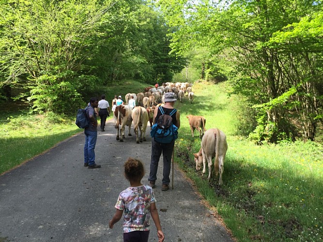 Ferme atxinea transhulance idaux soule pays basque