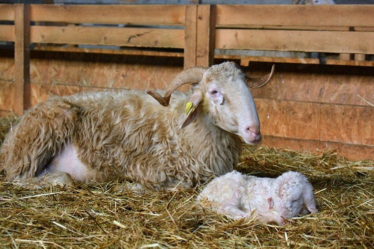 EmiliePages-Bergerie1