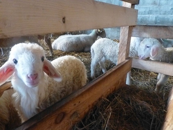 La Bergerie d'Emilie (2)