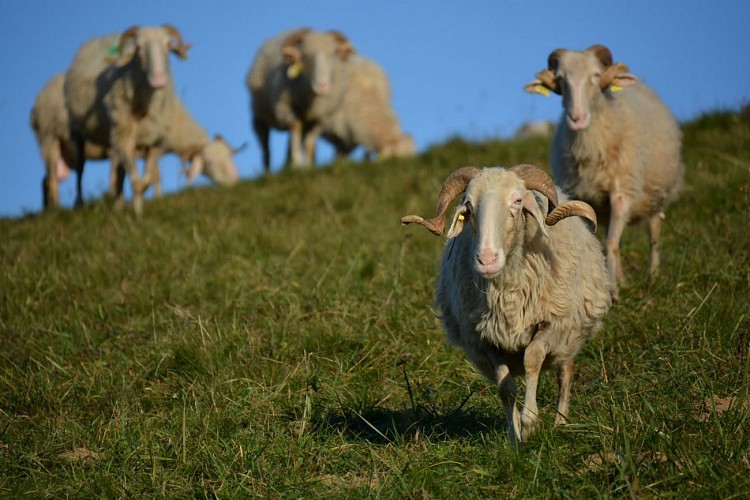 La Bergerie d'Emilie (4)