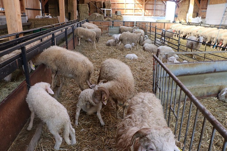 Fromage ferme coussirat lucq de bearn (5)