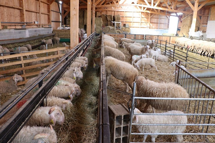 Fromage ferme coussirat lucq de bearn (2)