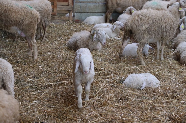 Fromage ferme coussirat lucq de bearn (6)