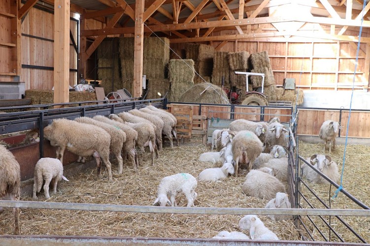 Fromage ferme coussirat lucq de bearn (3)