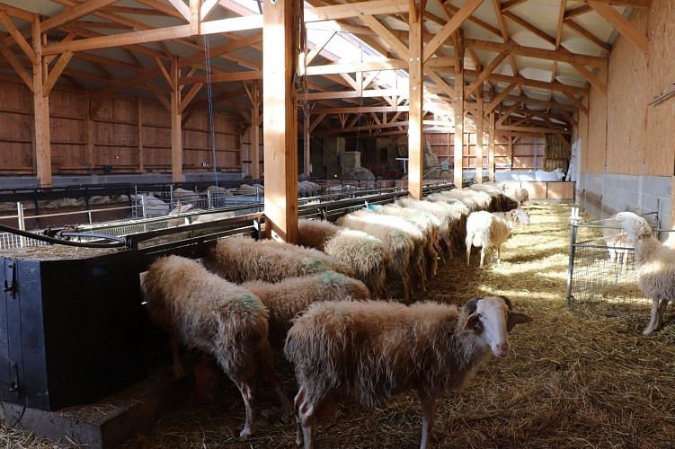 Fromage ferme coussirat lucq de bearn (4)