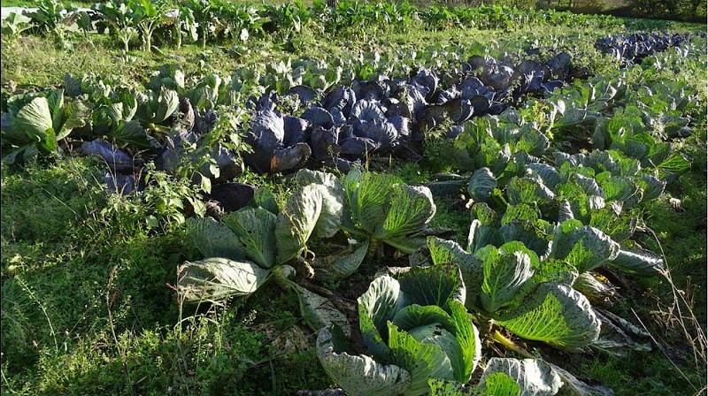 combrand-legumes-et-co-champs