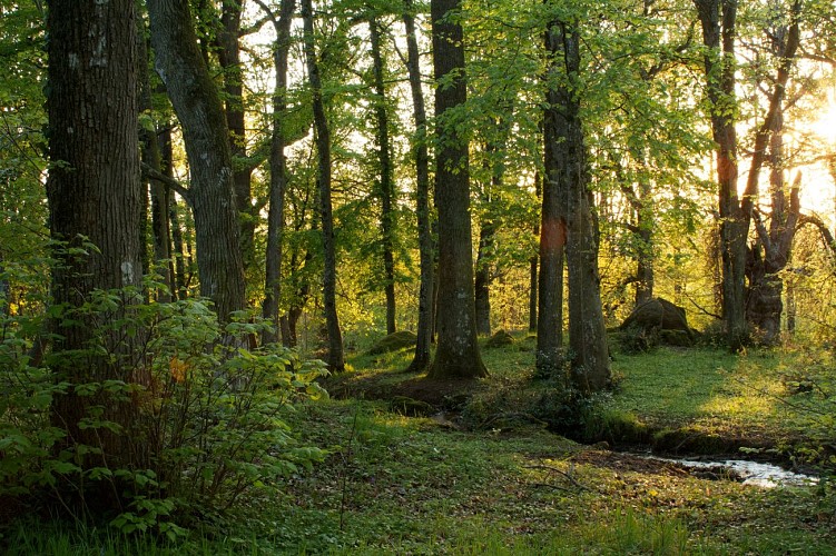 Ambiance de sous-bois