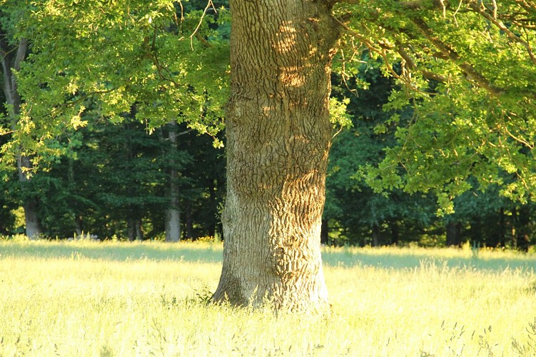 Chêne en prairie