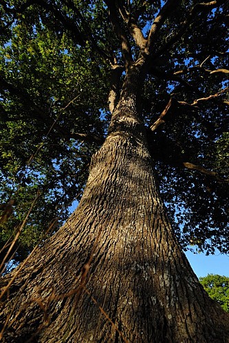 Arbre remarquable