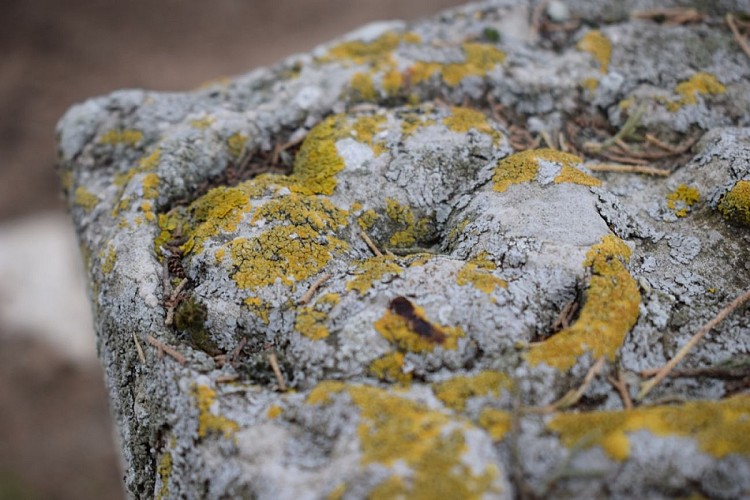 Nécropole-L. Thimonier