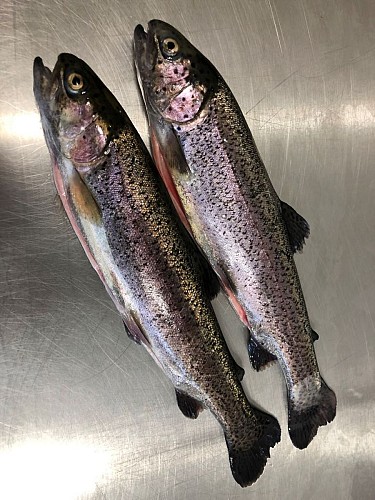 pisciculture-moulin-boissonnie-douzillac 