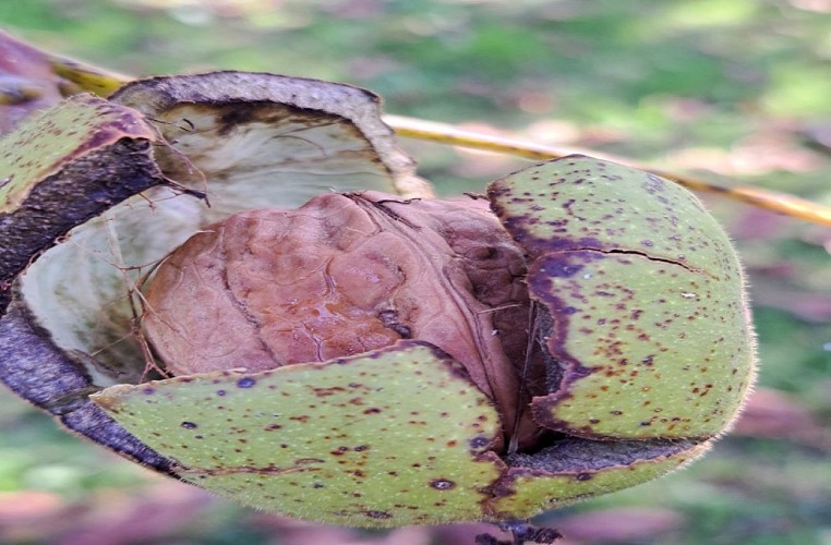 Domaine INYAQAB Production Noix bios