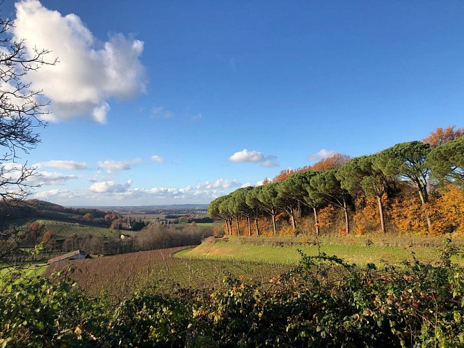 Vue_vignes_Flaujagues_OTCP_CMolina_2021 (1)