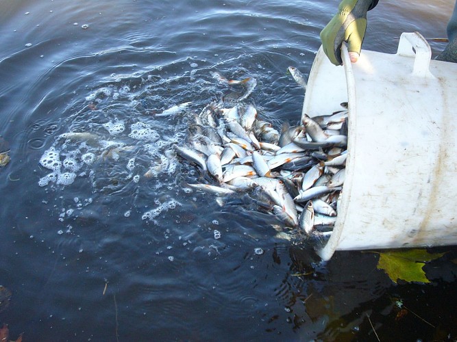 Pêche en 1ère catégorie plan d'eau de Ladignac