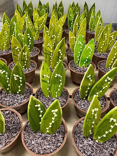 Aux douceurs d'Alexandre 5