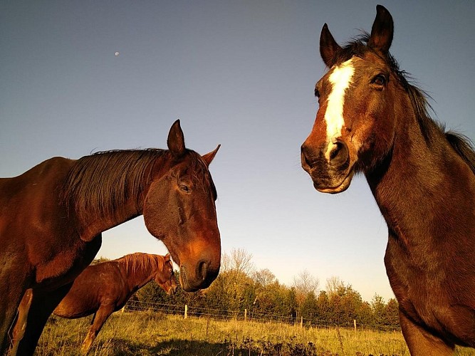 Domaine équestre aux près d'ulysse (TIS) (3)