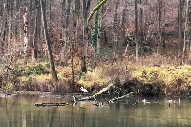 Etang Fond de Warlongroux