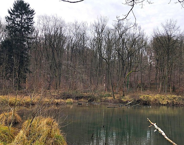 Etang Fond de Warlongroux