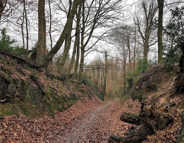 Sentier de la Laie au Chevreuils