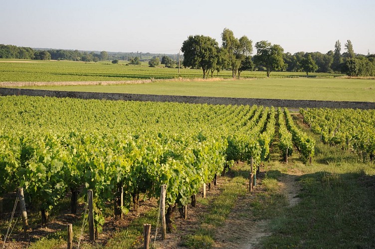 Vignes