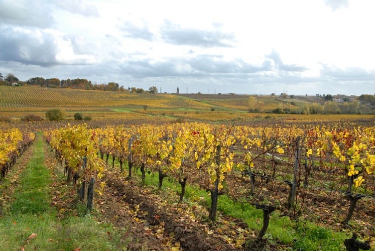 chateau-de-cots-bayon-cotes-de-bourg-800x600---Remi-Bergon