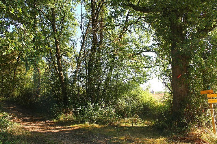 Bois du Burgaud