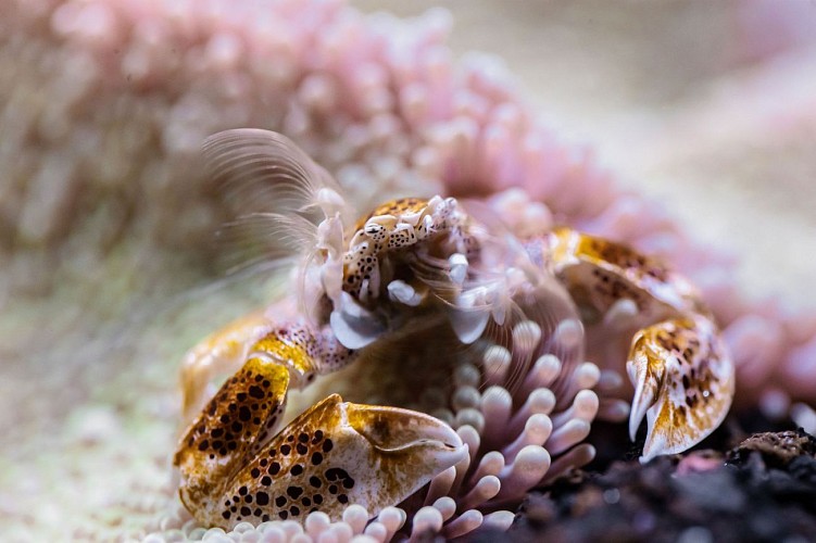 crabe-aquarium-biarritz-crédit-delphine-pernaud