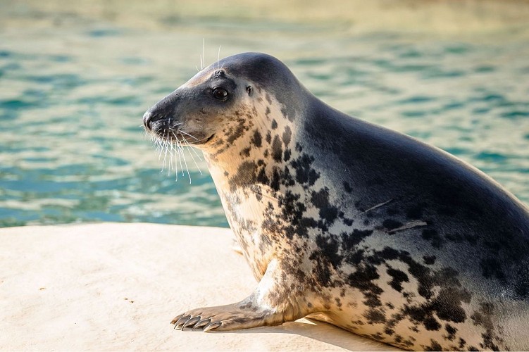 tortue-caouanne-crédit-delphine-pernaud - 4