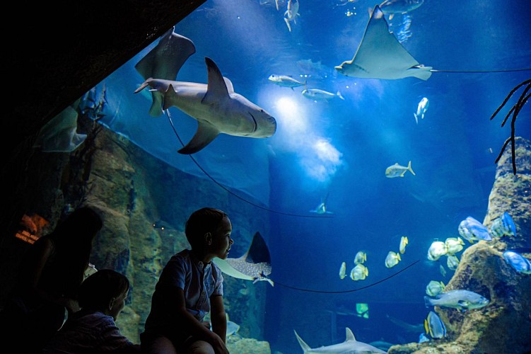 bassin-requin-crédit-delphine-pernaud