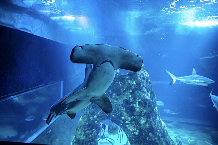 Requin-marteau-halicorne-aquarium-biarritz-Copyright-Delphine-de-Castelbajac-Pernaud