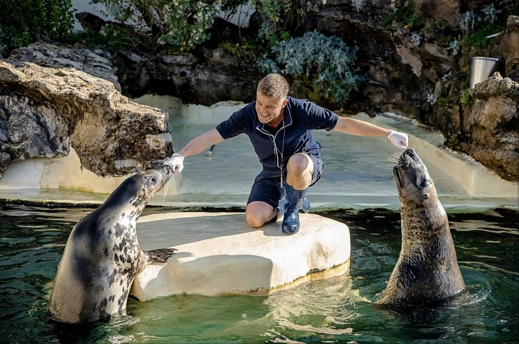 repas-des-phoques-aquarium-biarritz-crédit-delphine-pernaud