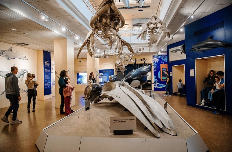 galerie-des-cetaces-aquarium-biarritz-crédit-delphine-pernaud