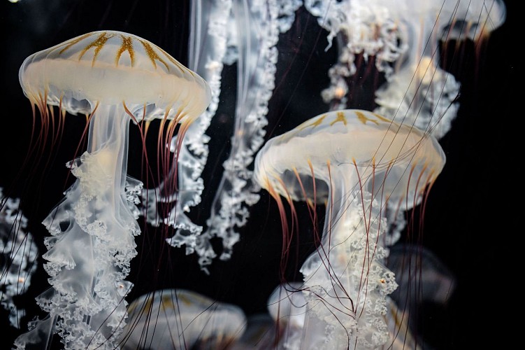 zone-méduse-crédit-delphine-pernaud