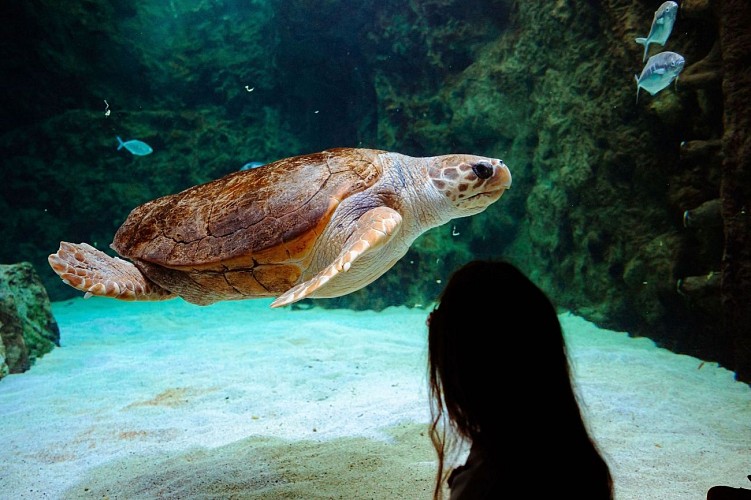 tortue-caouanne-crédit-delphine-pernaud