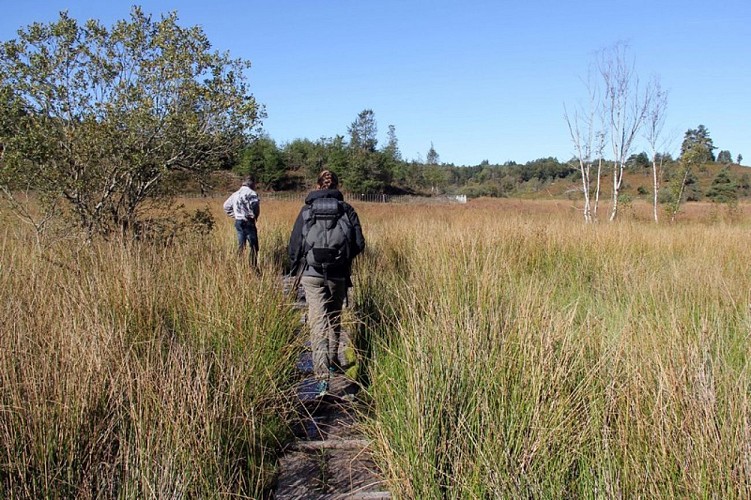 Réserve Naturelle de la Tourbière des Dauges - CEN Nouvelle-Aquitaine