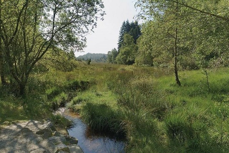 Tourbière des Dauges_1