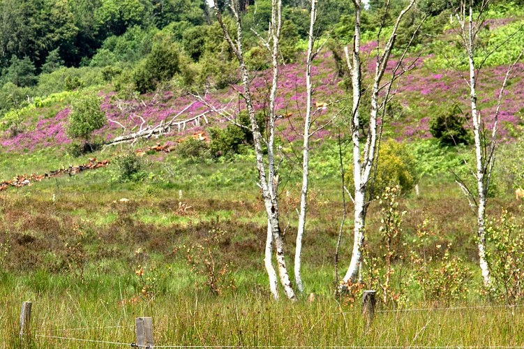 SAINT LEGER LA MONTAGNE Tourbière des Dauges ©CBC